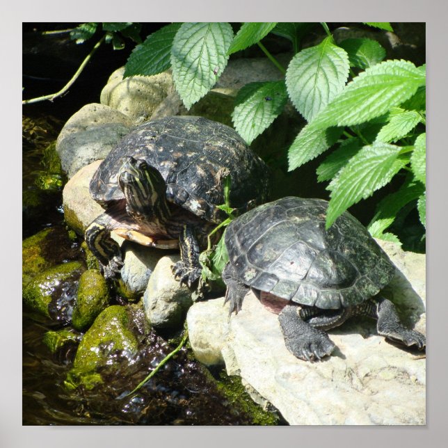 NATUR POSTER (Framsidan)