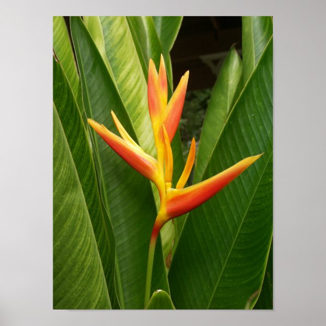 Natur Poster (Framsidan)