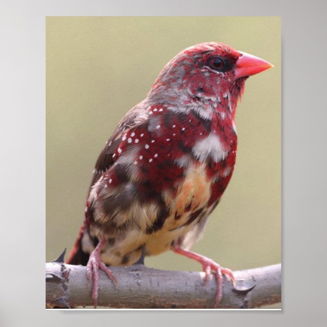 Natur Röd Fink Fågel Poster (Framsidan)
