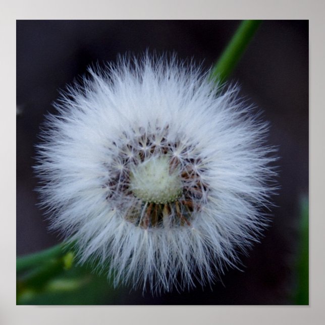 &Natur;s sol Poster (Framsidan)