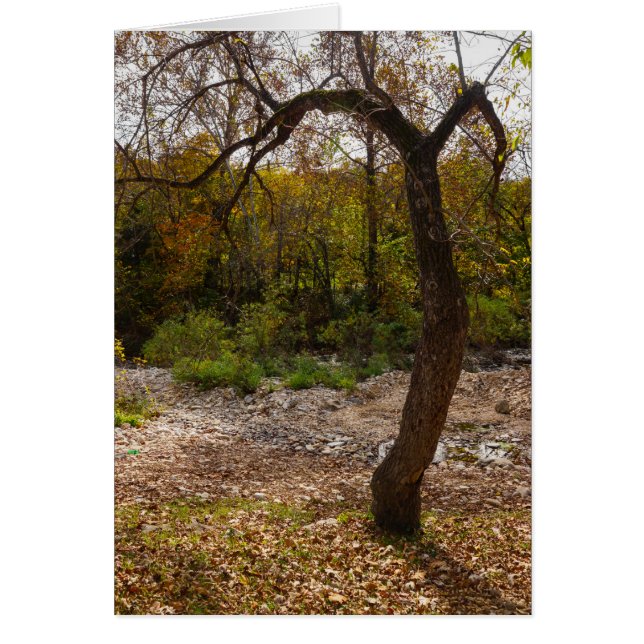 Natur som håller på att ta slut OBS kort (Framsidan)