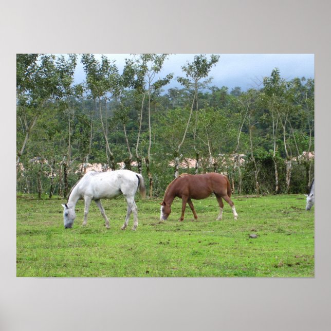 Natur - vi söker fred poster (Framsidan)