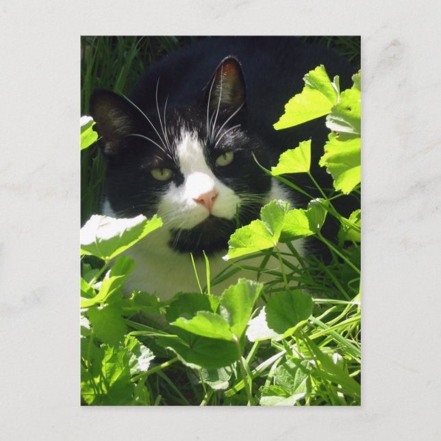 Natur Vykort (Framsida)