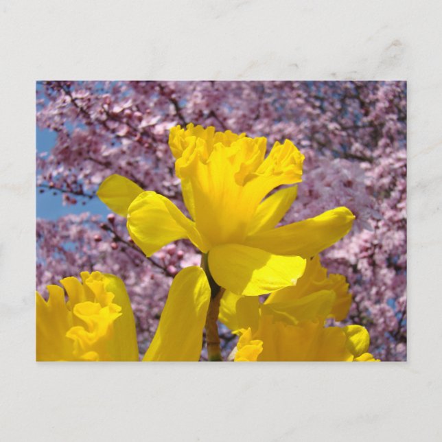 Natur vykort Floral Vår Narciss Blommor (Framsida)