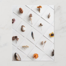 Natural Specimen Collection Minimalist Vykort
