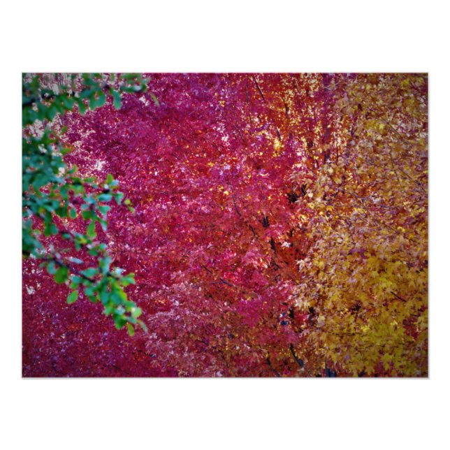 "Natural Vibrancy" Fototryck (Framsidan)