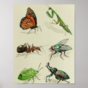 naturalistic och vetenskaplig illustration för poster