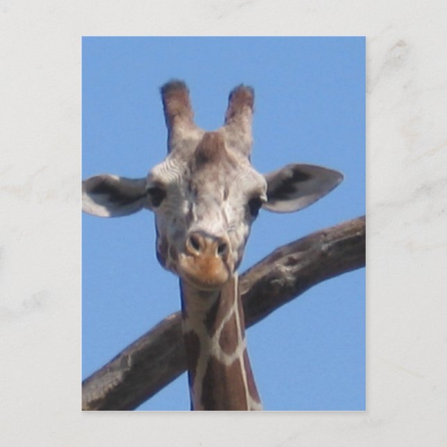 Naturdjur sten vykort (Framsida)