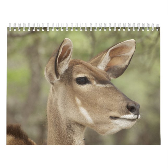Nature and Animal Portrait Calendar for 2026 Kalender (Omslag)