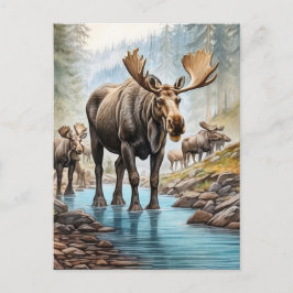 *~* Nature AP AP49 MOOSE HERD Forest STREAM Vykort