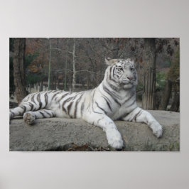 Nature Bevacker Bengal White Tiger Photography Poster