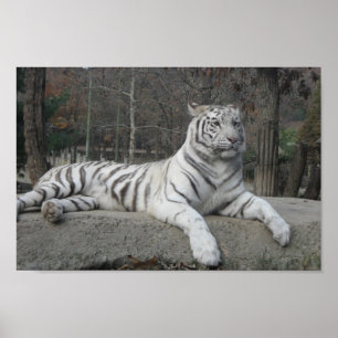 Nature Bevacker Bengal White Tiger Photography Poster