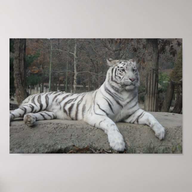 Nature Bevacker Bengal White Tiger Photography Poster (Framsidan)