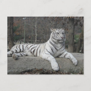 Nature Bevacker Bengal White Tiger Photography Vykort