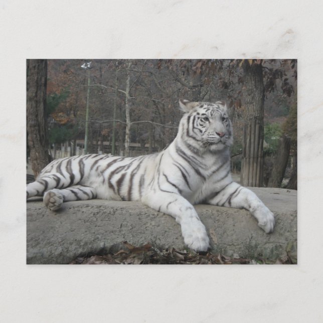 Nature Bevacker Bengal White Tiger Photography Vykort (Framsida)