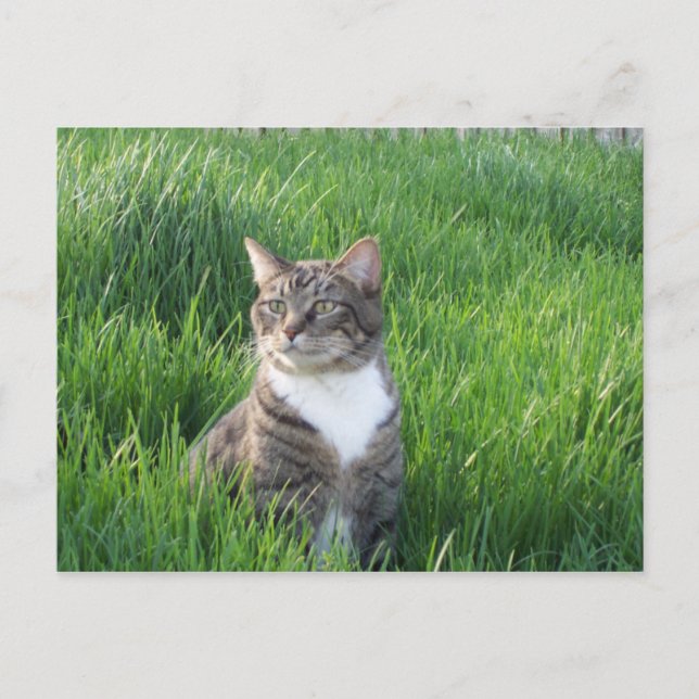 Nature Boy Cat Postcard Vykort (Framsida)