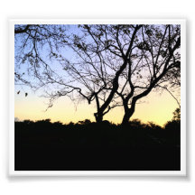 NATURE EVERGLADES PHOTO