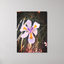 Nature Gifts, Stretched Kanvastryck