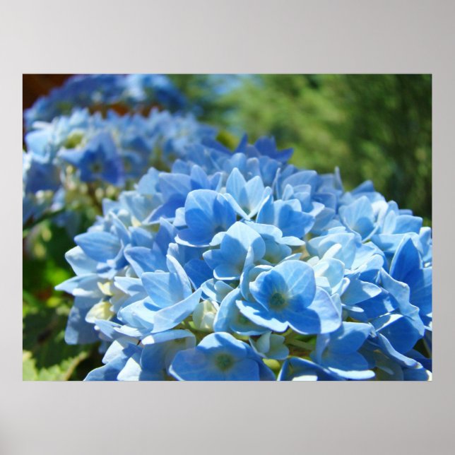 Nature Heals Art skriver ut Blue Hydrangea Flowers Poster (Framsidan)