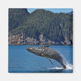 Nature Humpback Whale Wildlife Photo Magnet