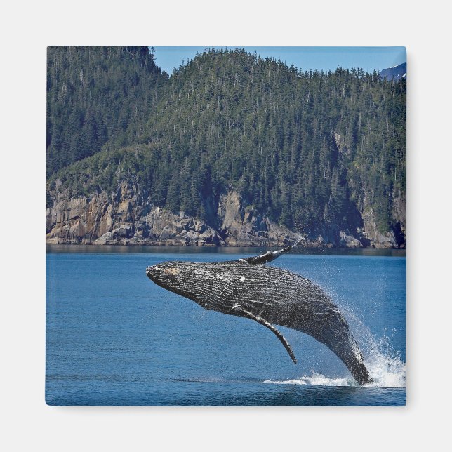 Nature Humpback Whale Wildlife Photo Magnet (Framsidan)