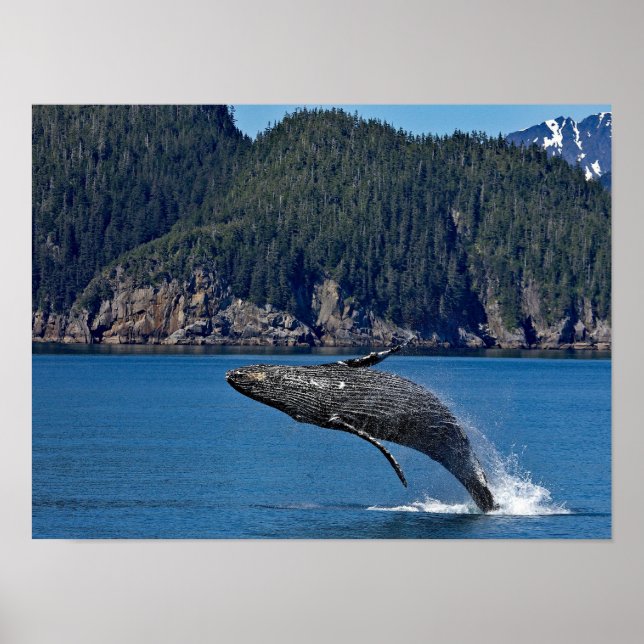 Nature Humpback Whale Wildlife Photo Poster (Framsidan)