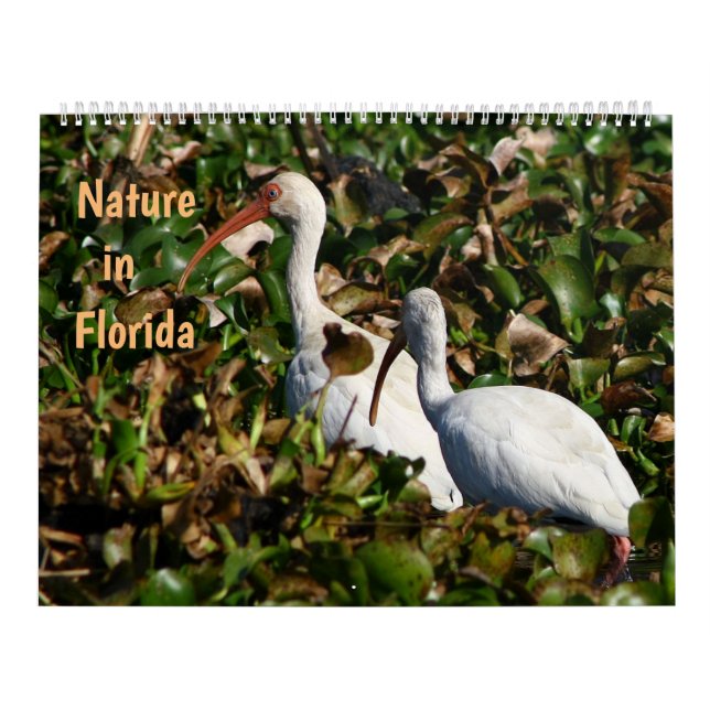 Nature in Florida Kalender (Omslag)