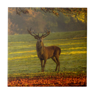 Nature inspirations Regal Buck Kakelplatta