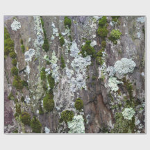 Nature Moss Lichen Camouflage Photo