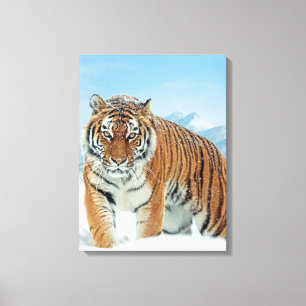 Nature Photo Tiger Winter-bergen Snö Canvas
