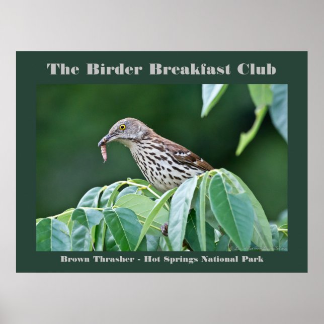 Nature Photography Brown Thrasher Birder Card Poster (Framsidan)