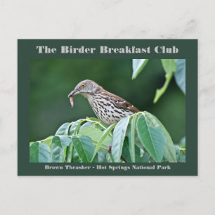 Nature Photography Brown Thrasher Birder Card Vykort