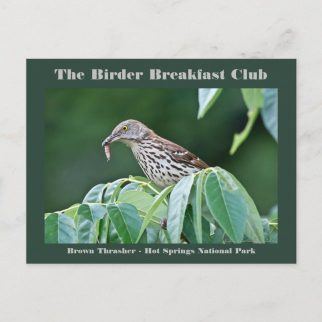 Nature Photography Brown Thrasher Birder Card Vykort (Framsida)