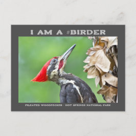 Nature Photography Pileated Woodpecker Birder Card Vykort