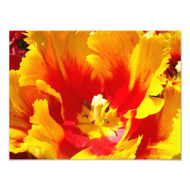 Nature Photography Red Gult Fine Art Print Fototryck (Framsidan)