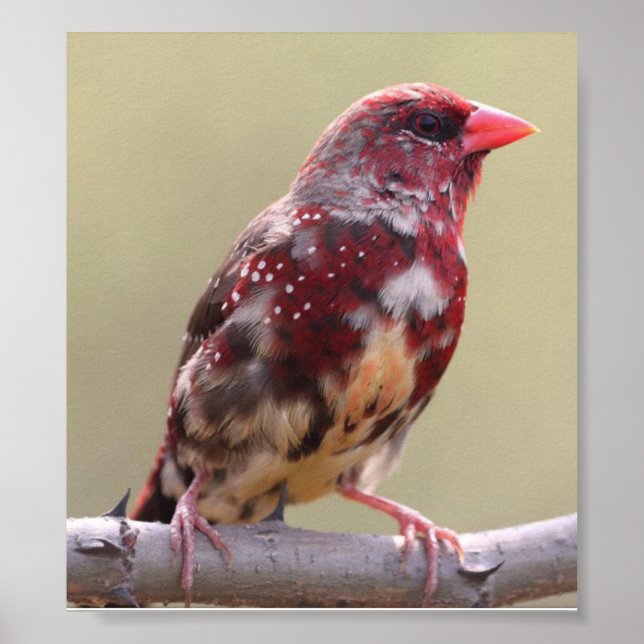 Nature Red Finch Bird Poster (Framsidan)
