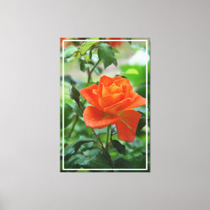 Nature Rosa ros Flower Canvastryck
