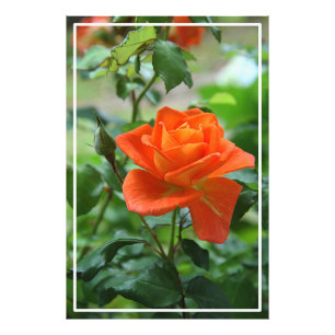 Nature Rosa ros Flower Fototryck