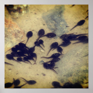 Nature Tiny Black Toad Tadpoles Poster