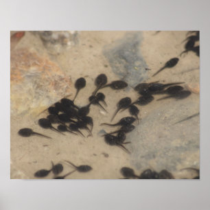 Nature Tiny Black Toad Tadpoles Poster