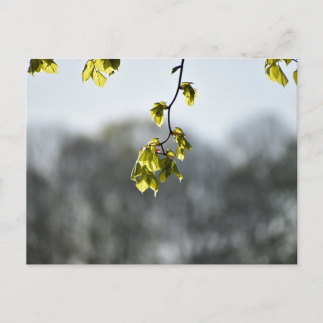 Nature  vykort (Framsida)