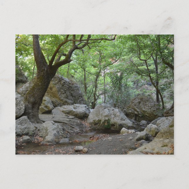 Nature Walk vycard Vykort (Framsida)