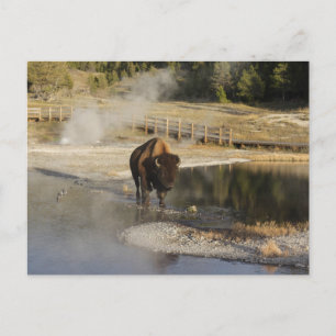 Nature Wildlife Photo American Bison Yellowstone Vykort