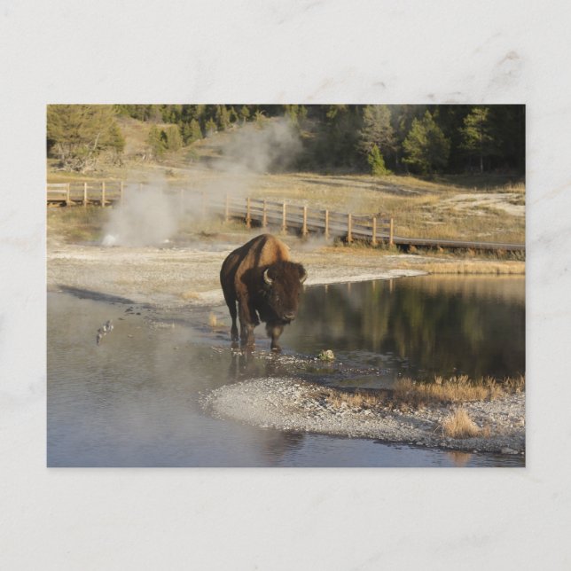 Nature Wildlife Photo American Bison Yellowstone Vykort (Framsida)