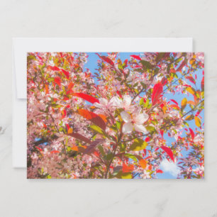 Naturen blommar ljusblomma sol inbjudningar