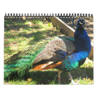 Naturen - fåglar - landskap kalendern för 12 månad kalender