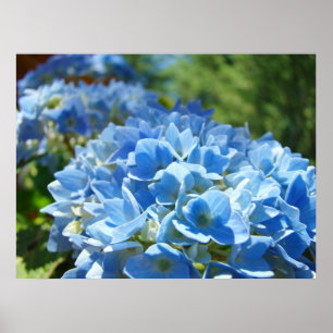 Naturen läker blommor för vanlig hortensia för poster