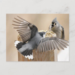 Naturens balett: en fästning av fjädrar vykort