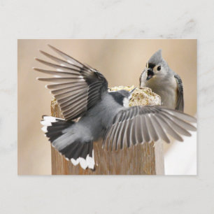 Naturens balett: en fästning av fjädrar vykort