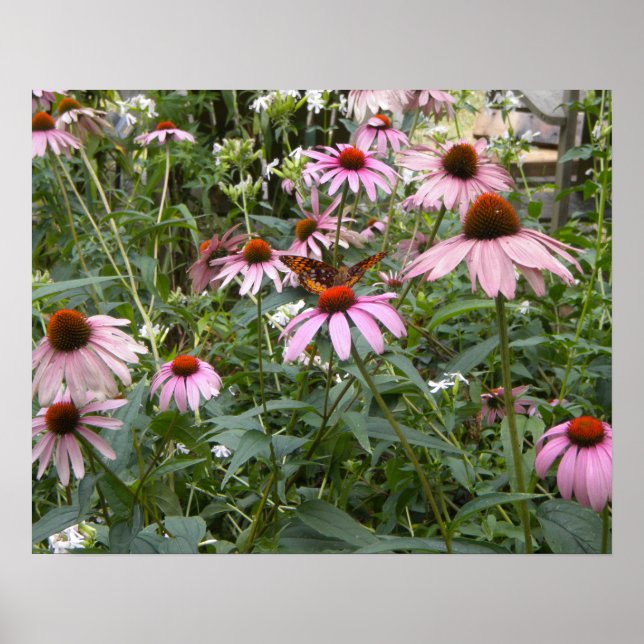 Naturens Bästa, Fjäril och Rosa Tusenskönor Affisc Poster (Framsidan)